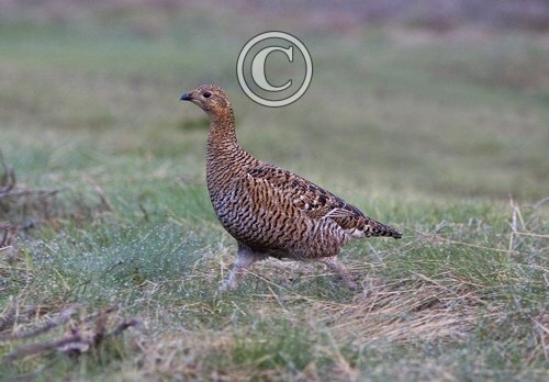 Black Grouse ( Grey Hen) DM1005